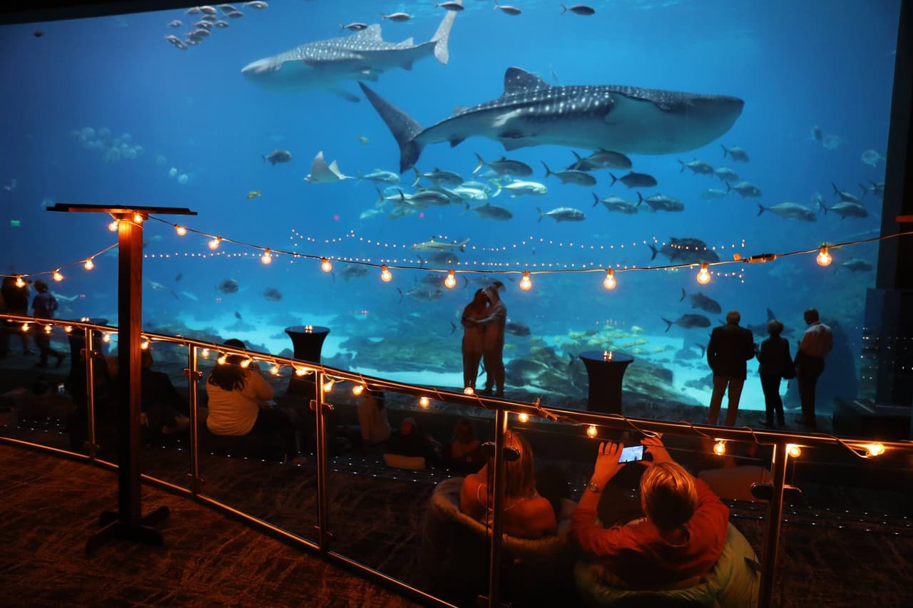 <b><a href="https://www.georgiaaquarium.org/events/event/sips-under-the-sea-valentines/" target="_blank">Sips Under the Sea – Valentines (11 de febrero)</a></b>: Sips Under the Sea es un cóctel temático único exclusivamente para adultos 
<b>mayores de 21 años</b>. Este evento fuera del horario de atención cuenta con cócteles populares, opciones gastronómicas, un DJ en vivo y acceso a las galerías principales del Acuario de Georgia.