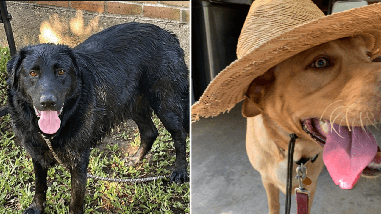 "Él es Max, el querido de la familia", dijo Omar castellanos. Lulú castillo - "Un gran compañero de vida para mi hija, la acompaño en todo su proceso de depresión e intentó de suicidio 🙏".