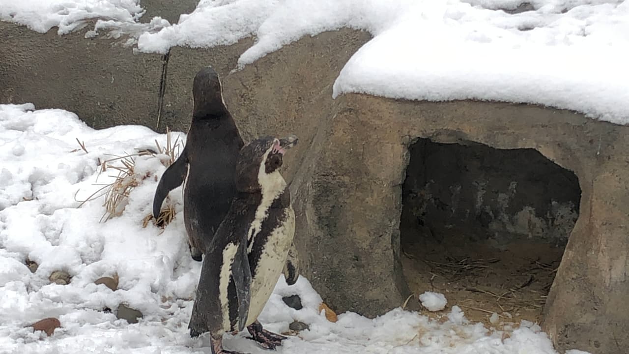 Una vez al año se reúnen en el mismo lugar, lo que se llama la parada nupcial. 
<br>
<br>Cada uno memoriza tan bien el canto del otro que, tras meses de separación consiguen localizarse. El cortejo es todo un ritual. Cuando un macho corteja a una hembra infla su pecho e inclina la cabeza hacia atrás y ambos empiezan a emitir fuertes sonidos parecidos a un rebuzno agudo. 
<br>
<br>Se pueden gritar mutuamente por horas. Muchos llaman a estos cantos “
<b>la canción del corazón</b>”, ya que cuando una pareja de pingüinos se une es para toda la vida. Son una de las especies más fieles.
<br>