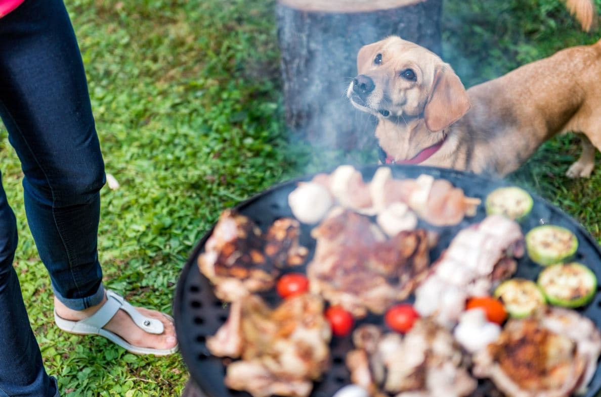 <b>El líquido para la barbacoa y los fósforos también son peligrosos</b> si llegan a ser ingeridos por la mascota. Pueden causar dificultad en la respiración, afectar la sangre y hasta causar enfermedades de los riñones.
<br>