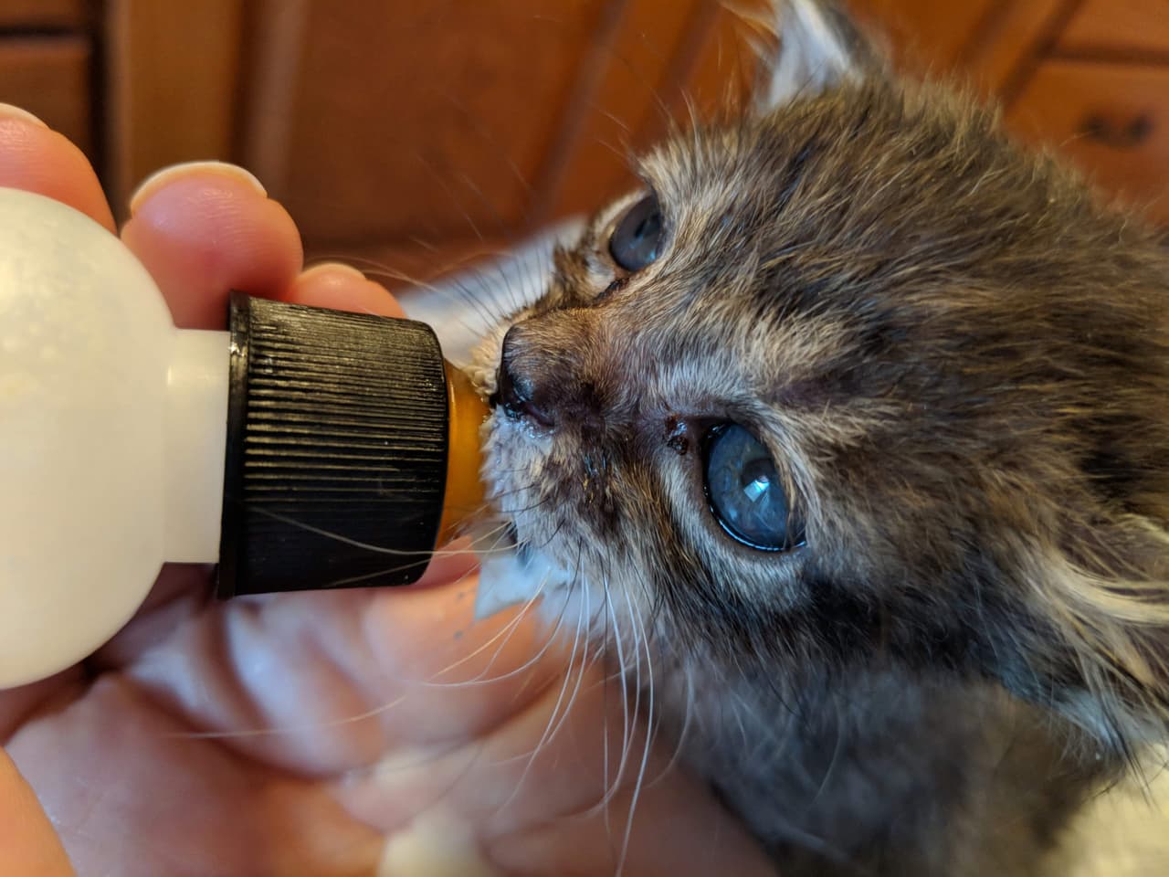 La Sociedad Humana de San Antonio necesita con urgencia suministros debido a la gran cantidad de mascotas recién nacidas.