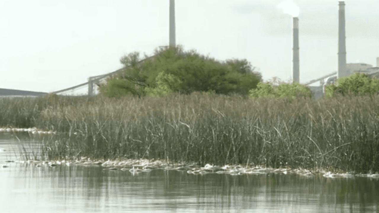 El vocero del Departamento de Parques y Vida Silvestre de Texas, Kirk McDonnell, aseguró a través de un comunicado que unos mil peces, principalmente corvina roja (red drum) y sábalos, estaban muertos.