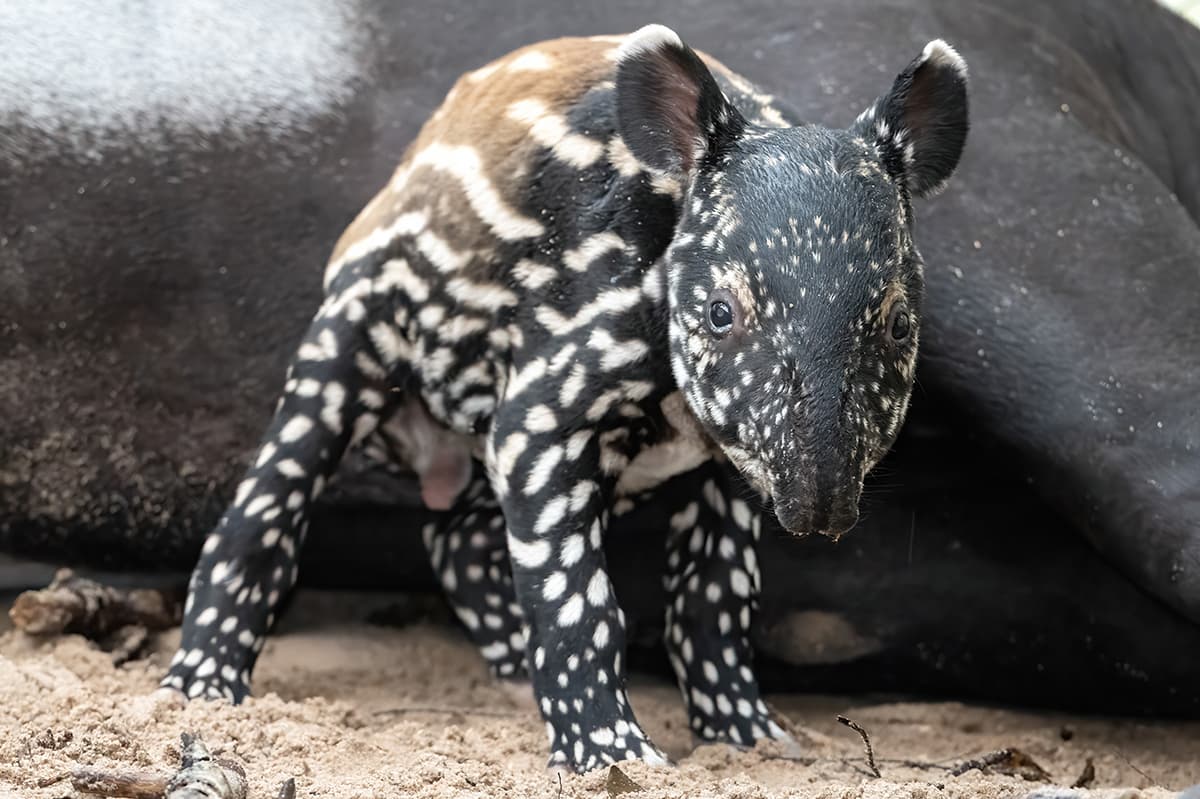 El tapir malayo se alimenta —luego de ser amamantado en la etapa inicial de su vida— de una variedad de hojas, ramitas y frutas.