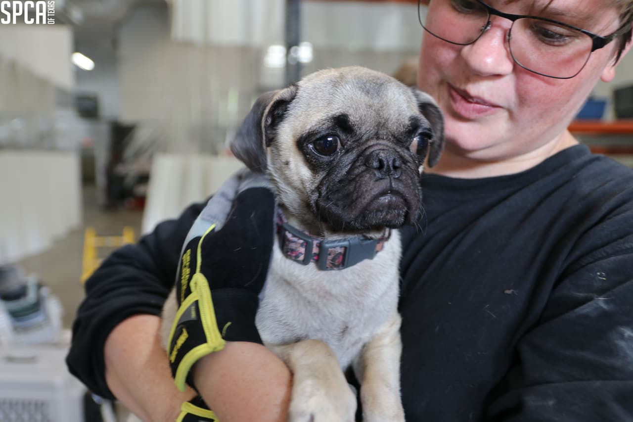 Los animales fueron transportados al Centro de Rescate de Animales Russell E. Dealey de SPCA de Texas