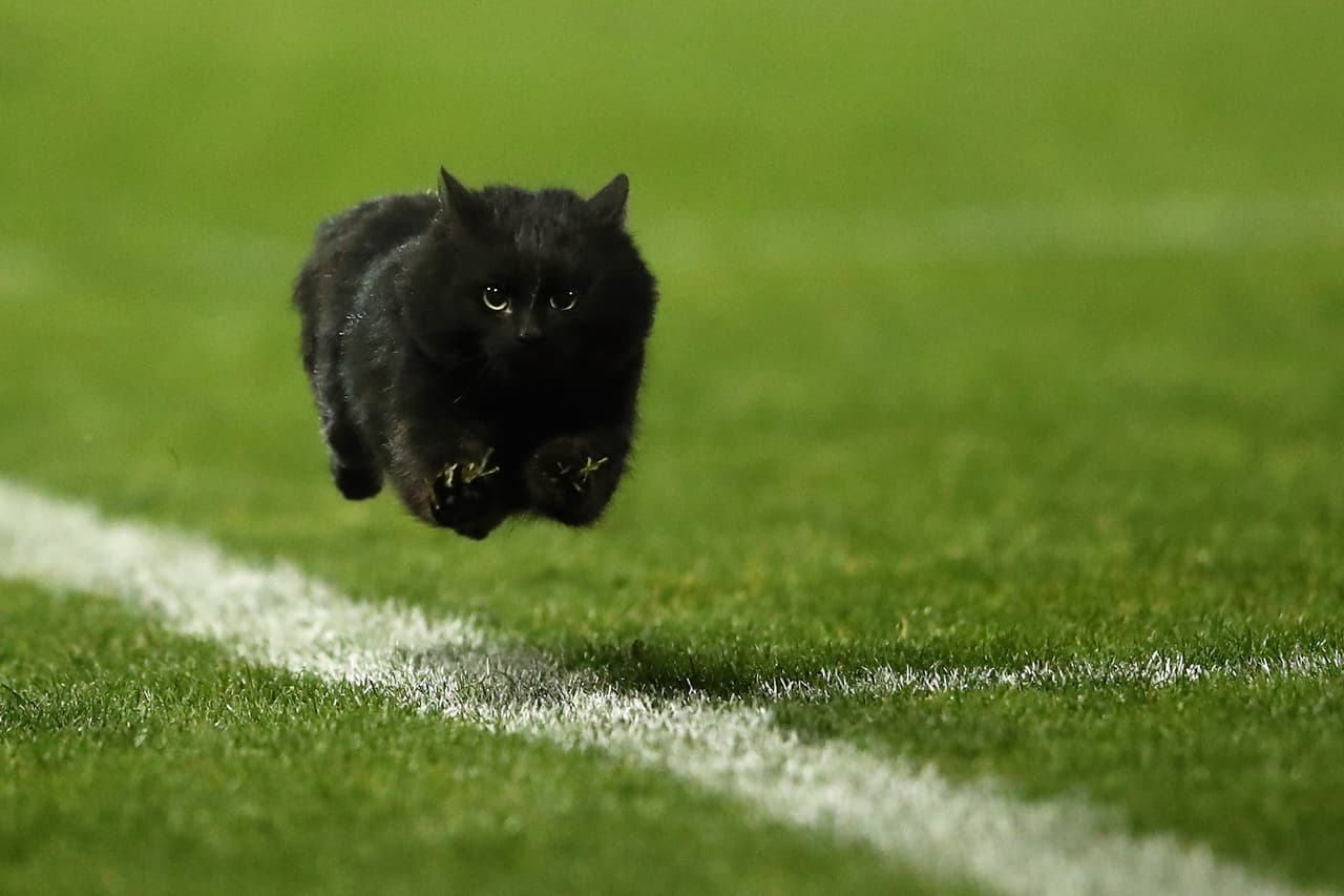 Este gato que juega en un campo de Rugby en Sidney, Australia, inspiró miles de memes alrededor del mundo. CAMERON SPENCER/GETTY IMAGES
<br>