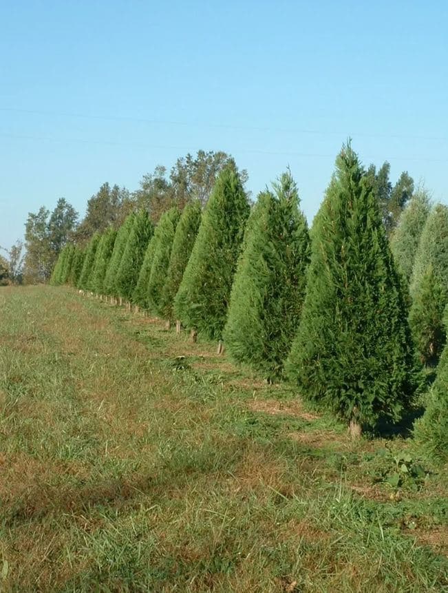 <b>Corn Hill Farms (A partir del 24 de noviembre)</b>
<br>
<b>Dirección</b>: 3514 Cannady Mill Rd. Kittrell, NC
<br>
<b>Teléfono</b>: 919-395-2739
<br>
<b>Sitio web</b>: 
<a href="https://cornhillfarms.com/">https://cornhillfarms.com/</a> 
<br>
<b><a href="https://maps.app.goo.gl/MiGE41X9dEiMfaxh8">Cómo llegar</a></b>
<br>
<br>En la granja podrás cortar tu propio árbol o comprar algunos previamente cortados.