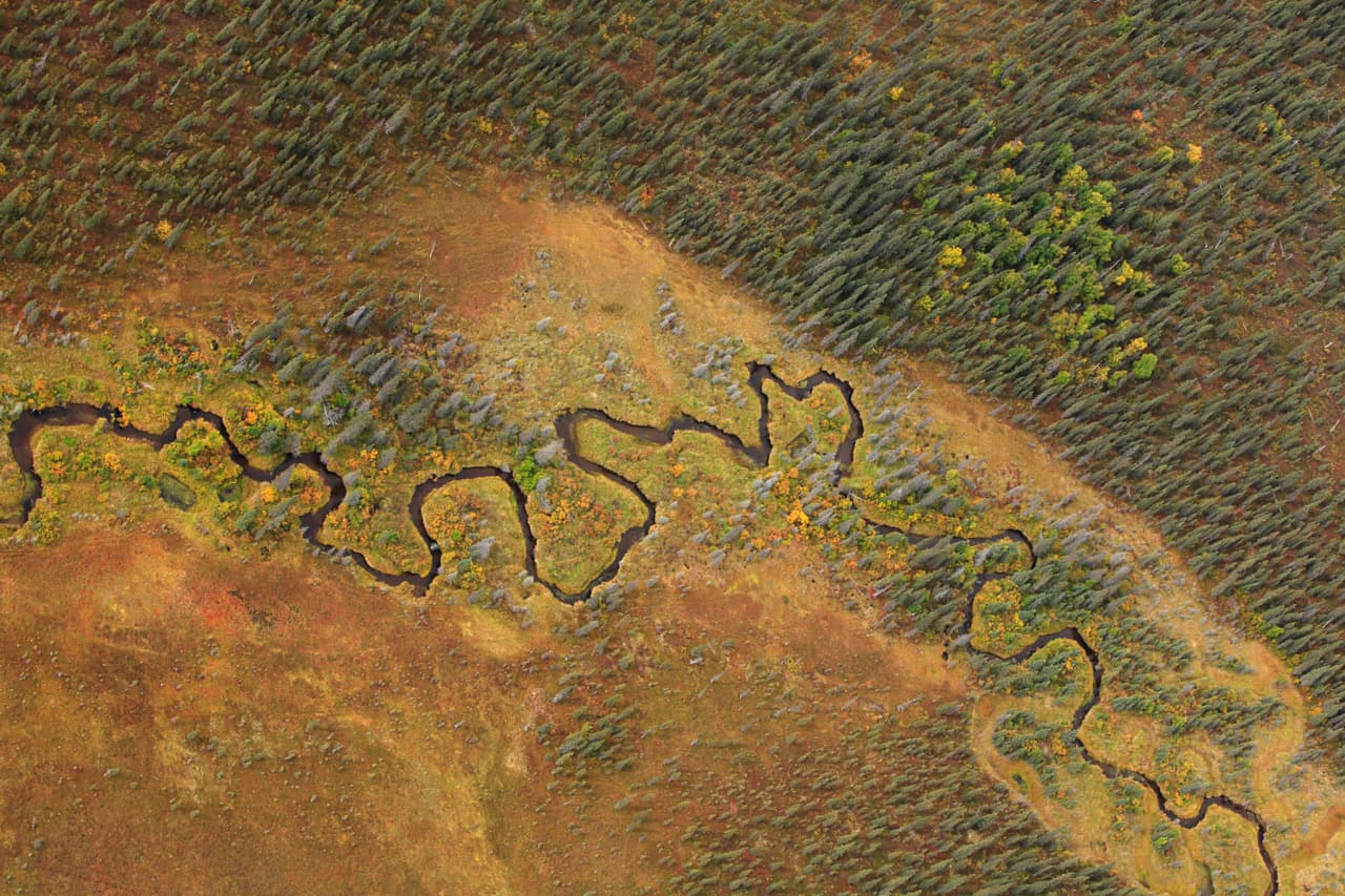 Este hábitat único es el último lugar que queda en el planeta que sustenta al salmón silvestre en tales números. Y los salmones, a cambio, le aportan 14,000 trabajos, alrededor de $ 1,500 millones en ingresos anuales, y alimentos y valor cultural a las tribus nativas de Alaska de la zona.