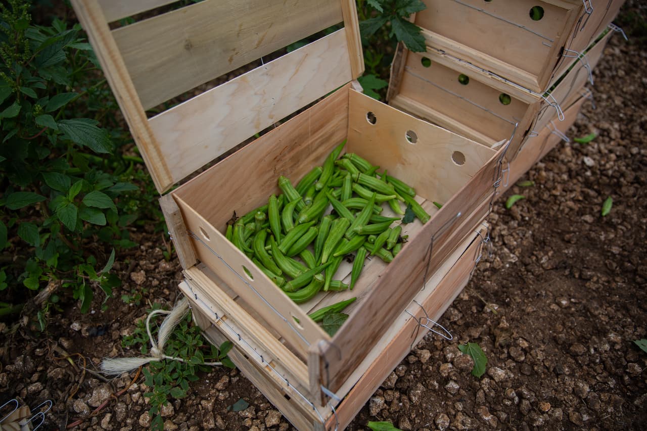 <b>Dozens of boxes go to waste</b> - Okra has a texture similar to nopal, consumed widely in Mexico. It must be harvested at three centimeters long. Otherwise it’s at risk of growing too large and being rejected by sellers. Many of these boxes were lost when the crisis dried up demand.