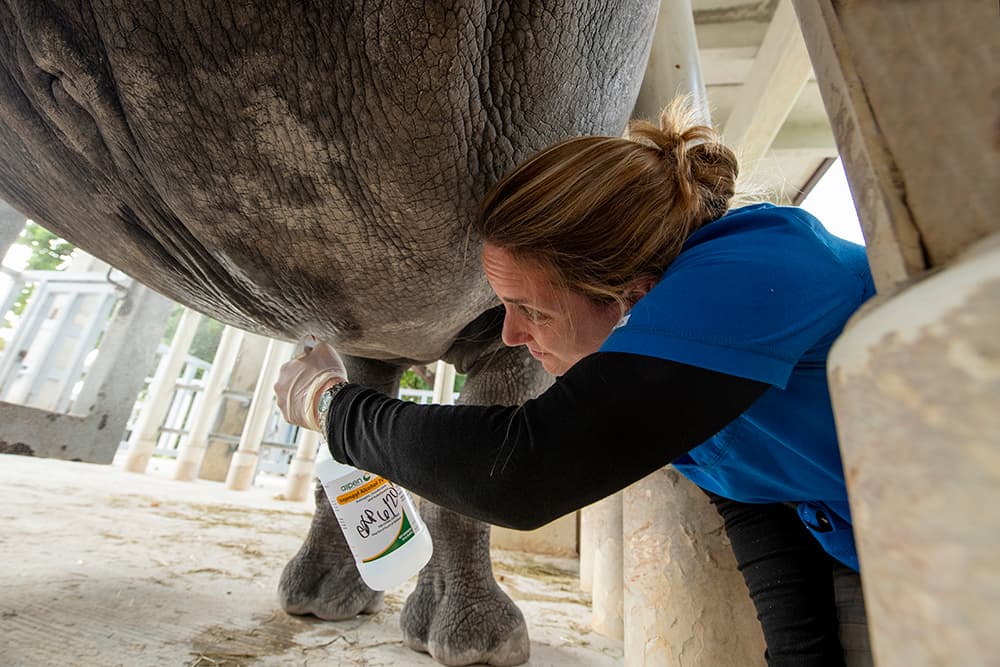El 24 de marzo se confirmó el embarazo del rinoceronte, a través de un ultrasonido rectal, desde entonces el feto ha estado creciendo normalmente.
<br>