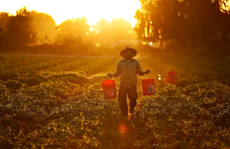 Un hombre recoge pepinos mientras sale el sol en una plantación cerca de Modesto, California.