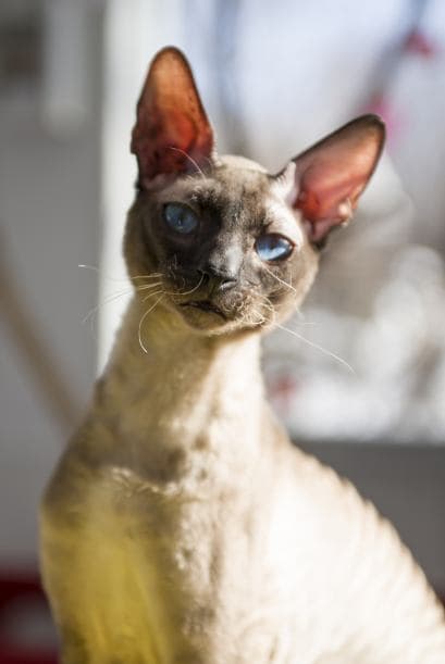 Devon Rex. Otro que no llenará tu casa de pelo, ¡o al menos no tanto!