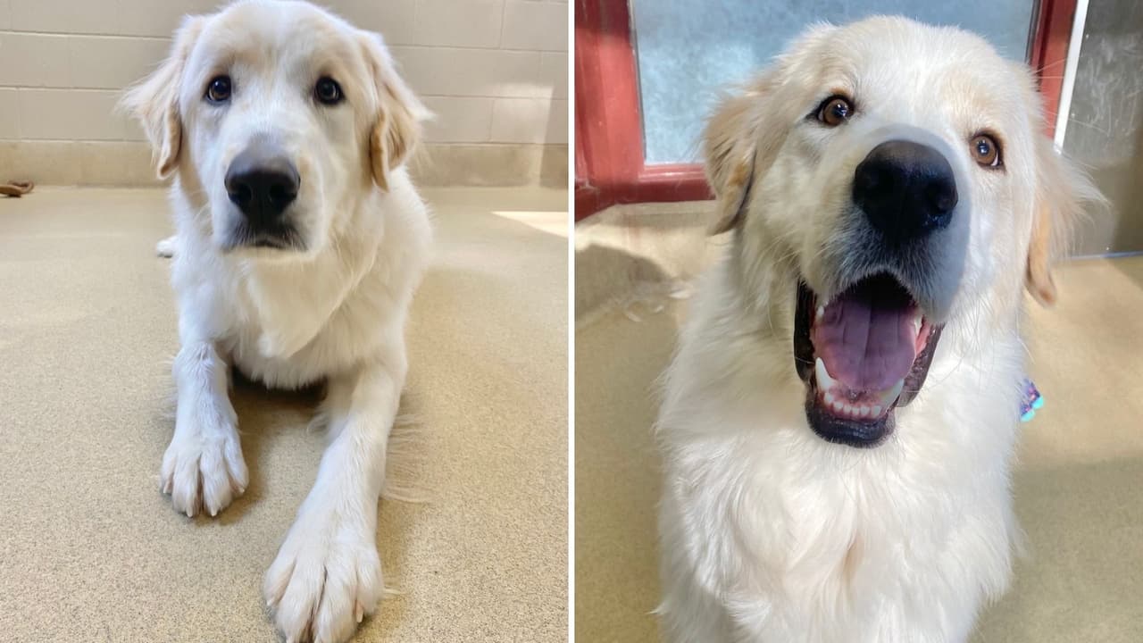 Este es Ronald, el perrito que fue regresado 14 veces a un refugio animal