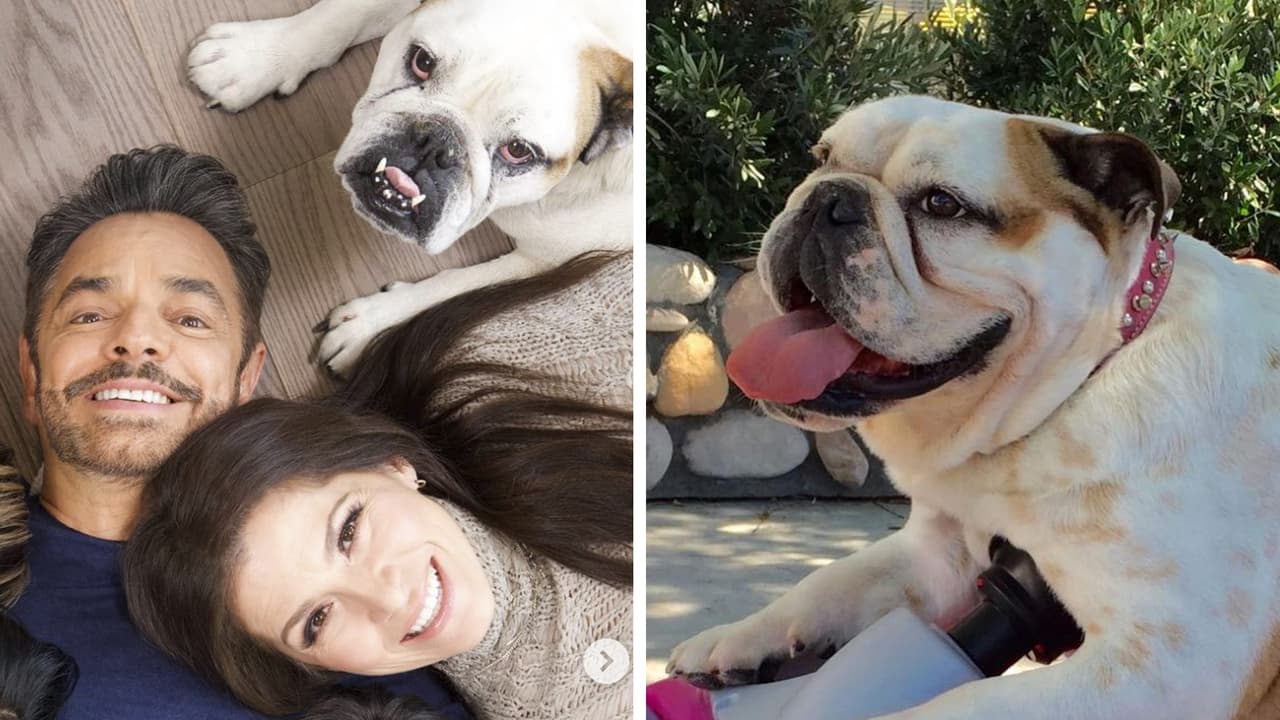 La familia Derbez le hizo un funeral a su perrita Fiona y las imágenes conmovieron a sus fans