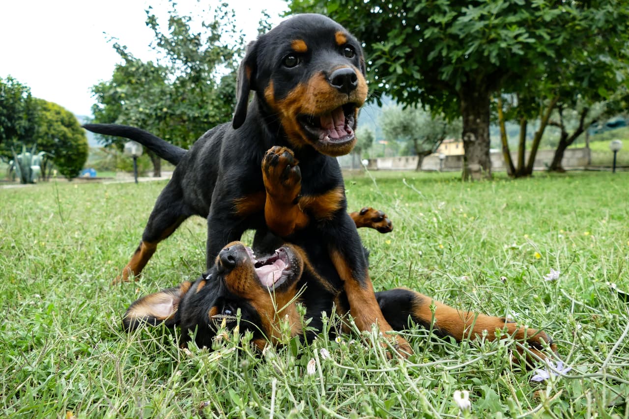 <h3 class="cms-H3-H3">9. Rottweiler</h3>
<br>
<br>Con fuertes músculos, esta raza es adecuada para trabajar como perro 
<a href="https://www.univision.com/temas/policia">policía</a>, de terapia o de servicio. De acuerdo con el estudio, 
<b>se trata de un animal obediente y devoto. </b>
<br>