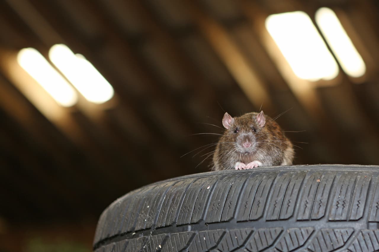 Es desagradable pensar en ello, pero más vale prevenir que lamentar.
<b>Ratas, ratones y hasta ardillas</b> pueden alojarse en tu carro. Estos roedores adoptan a los coches como su hogar y dañan algunas de sus piezas de manera irreparable. Sucede con mayor frecuencia en épocas de frío y cuando vives en zonas boscosas.