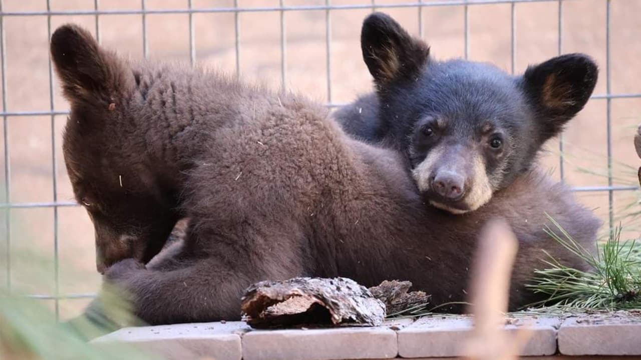 Ben y PJ llegaron a Bearizona hace unos meses, después de ser rescatados por el Departamento de Caza y Pesca de Arizona en el área de la montaña Mingus.