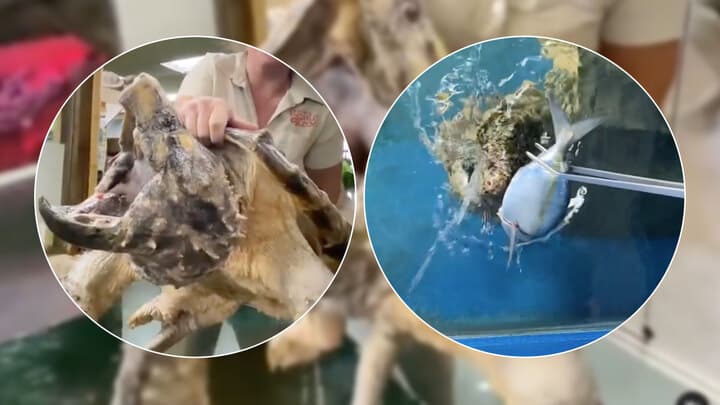 Las tortugas carnívoras son feroces, pero tienen un peligroso enemigo 