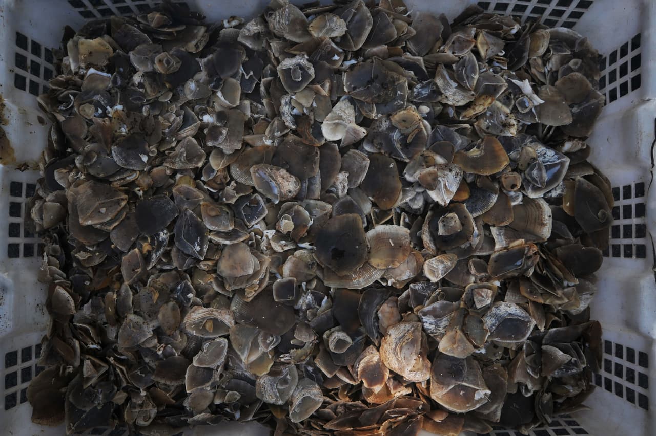 Como pasa con otras especies en peligro, quienes lo consumen consideran que su carne es considerada una delicatesen y que sus escamas tienen propiedades medicinales o mágicas "para evitar el acné y el enjevecimiento y curar hasta el cáncer".