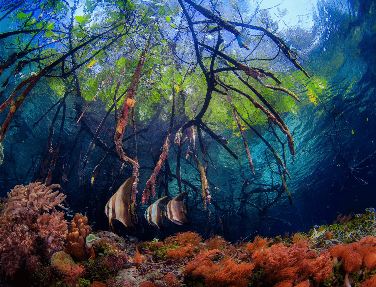 El estadounidense Beth Watson es el ganador absoluto de la competencia con esa imagen submarina.
