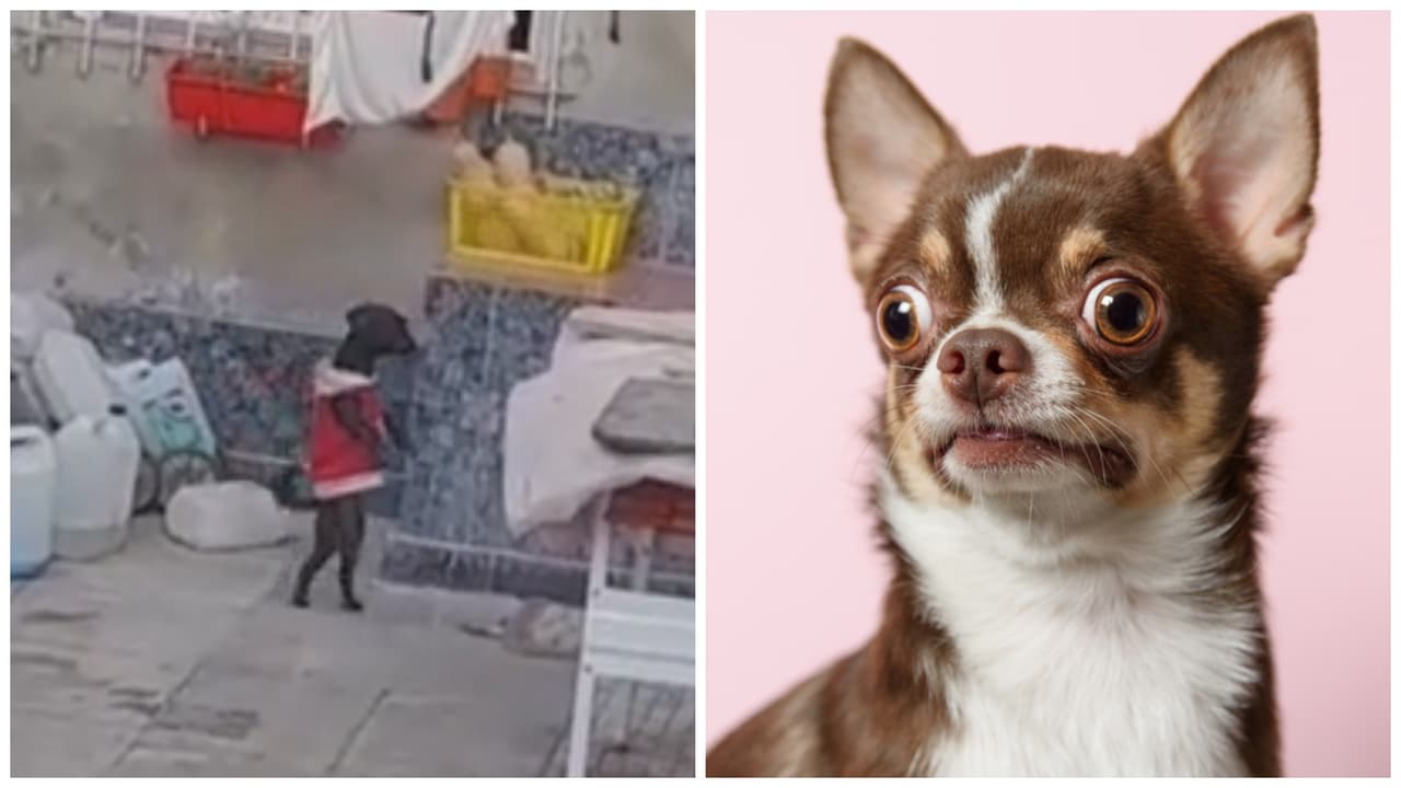 Captan a perrito caminando como si fuera un humano: video aterra a TikTok por esta razón