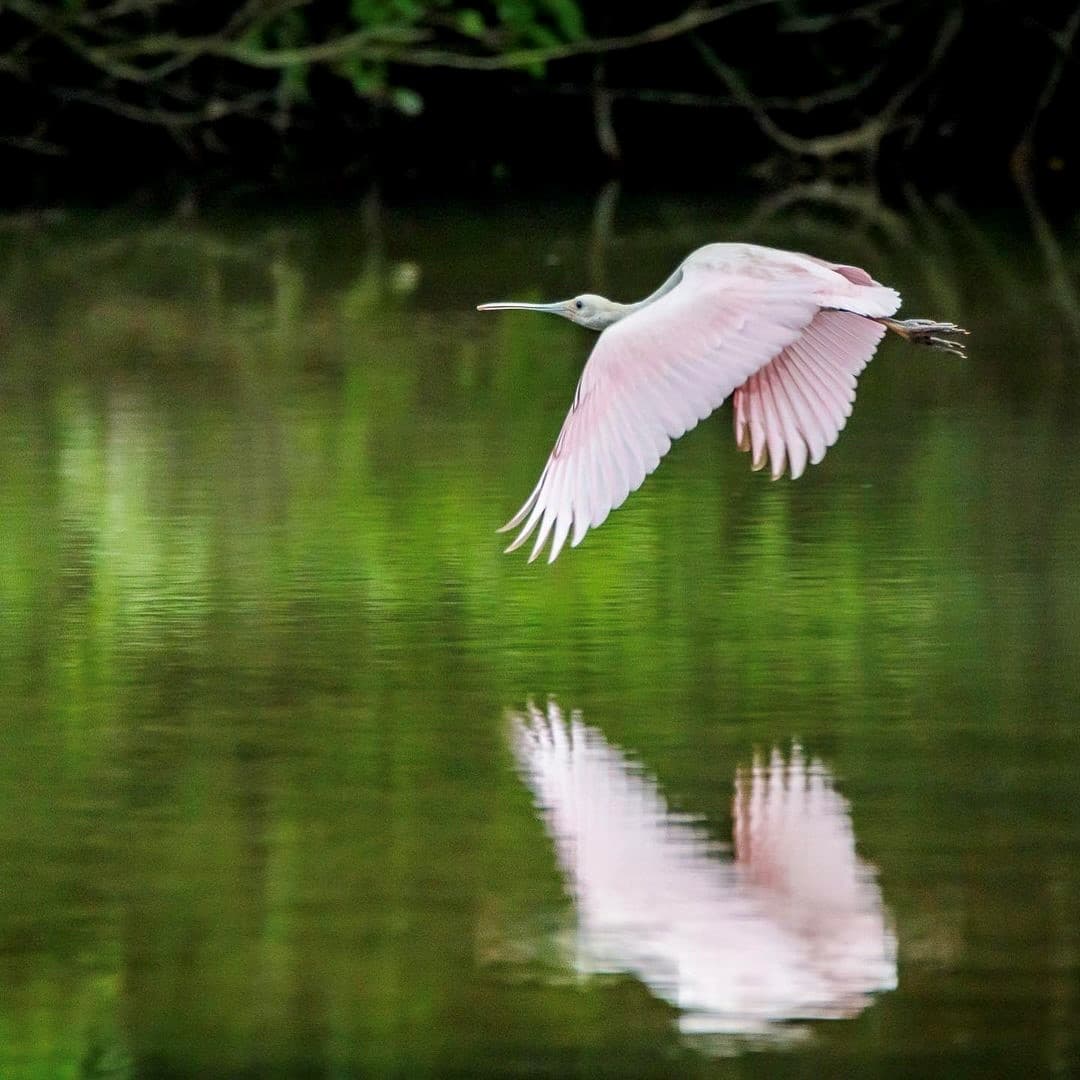 Prefieren hábitats como bosques pantanosos. Los juveniles son de color rosa más pálido y tienen una cabeza completamente emplumada durante 3 años hasta que alcanzan el plumaje de reproducción adulta.