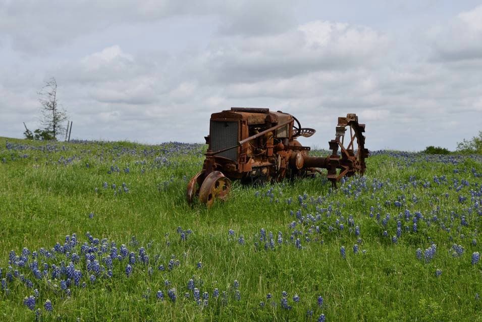 La ciudad de 
<a href="https://www.univision.com/local/dallas-kuvn/en-ennis-puedes-disfrutar-de-un-sendero-de-flores-de-bluebonnet-son-mas-de-40-millas-de-flores-fotos" target="_blank">Ennis</a> también cuenta con un sendero de más de 30 millas de bluebonnets.