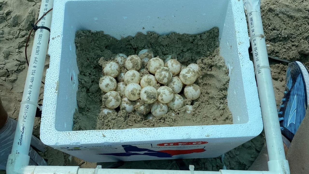 Los huevos fueron recolectados y transportados a la División de Ciencias y Recuperación de Tortugas Marinas de la Costa Nacional de la Isla del Padre, donde los van a incubar, los dejarán abrir, y luego liberarán a las tortuguitas al océano.