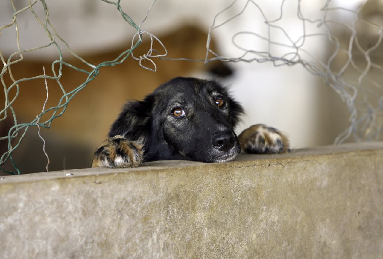 El FBI clasifica la crueldad animal igual que el homicidio