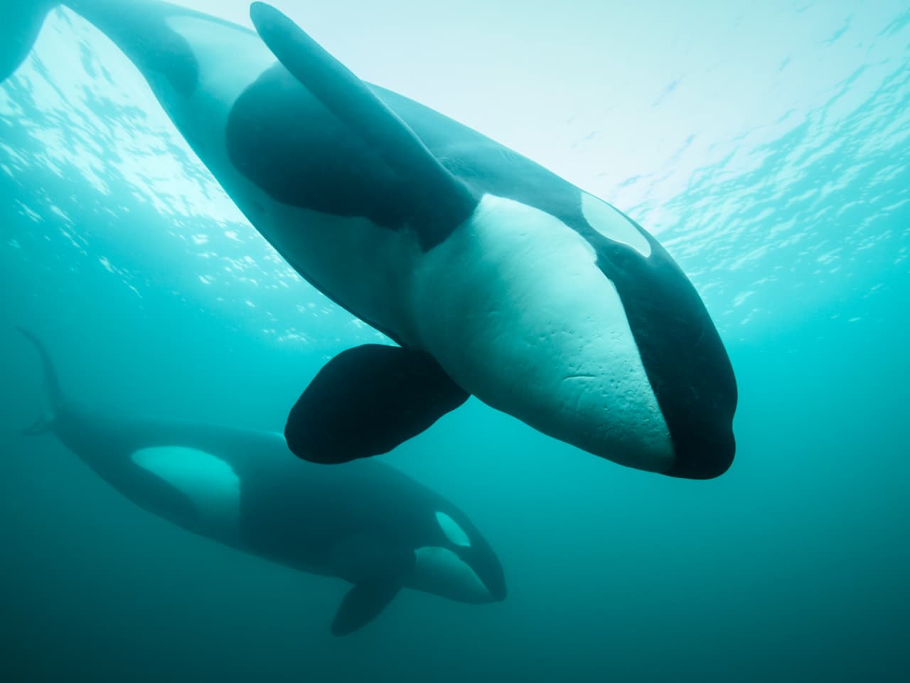 Ojo a ojo - Ganador, categoría aguas británicas con gran angular. Un grupo de orcas pasan tan cerca que se pueden ver ojo a ojo, junto al fotógrafo Melvin Redeker en el mar del Norte, en Gran Bretaña.