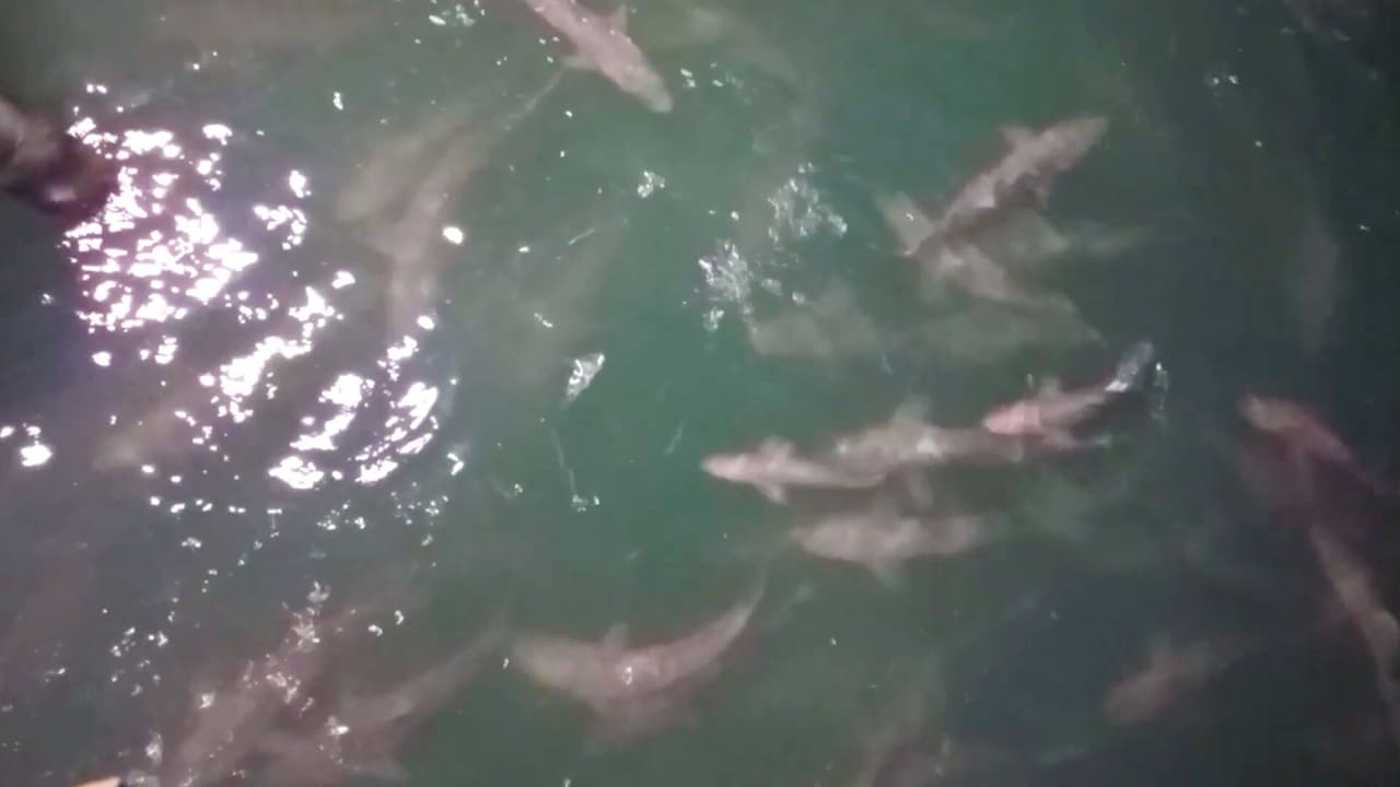 Varios tiburones participan de un banquete en muelle de Carolina del Norte