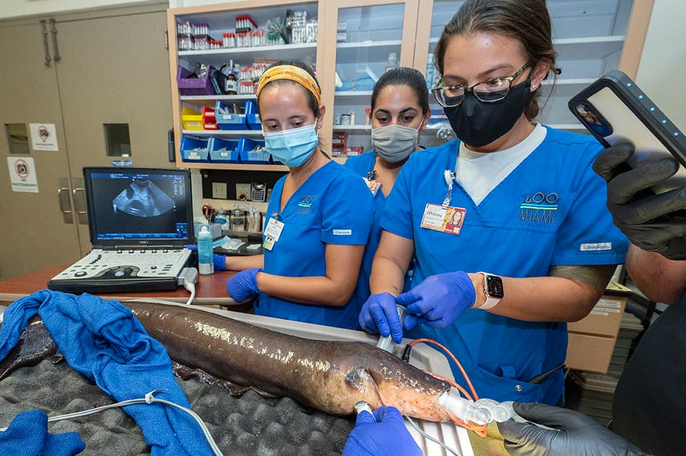 Aparte de los tumores, los doctores dijeron que la anguila eléctrica se halla en buenas condiciones para su edad avanzada. “Tesla” parece estar recuperándose bien en una sala de espera del área Amazon and Beyond (el Amazonas y más allá) del zoológico. 
<br>