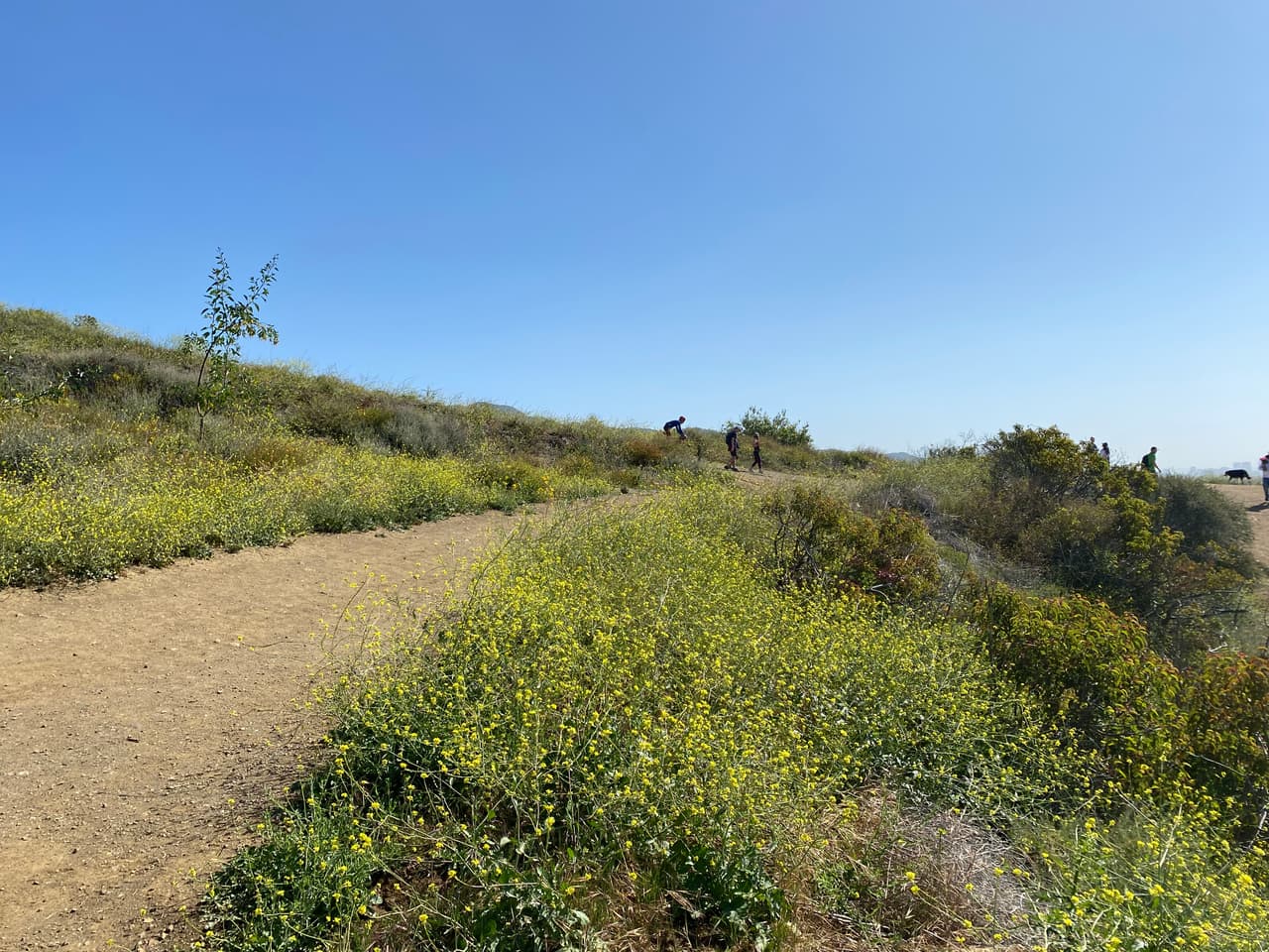 Flores silvestres adornan los bordes del camino, pese a la intensa sequía en la región.