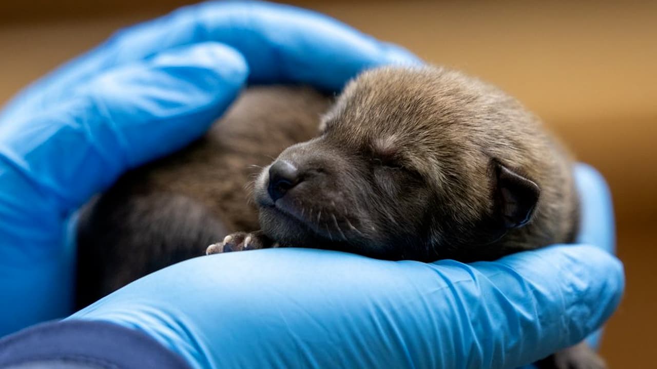  Nacen nueve lobos rojos en el Zoológico de Carolina del Norte, especie en peligro de extinción