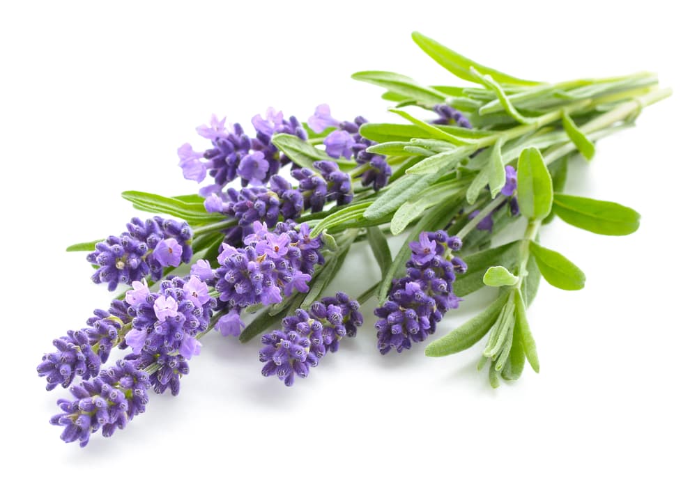 La lavanda supuestamente puede neutralizar todo tipo de energías negativas en cualquier espacio, por lo que son ideales para tener a un lado y sobre todo, ingredientes importantes en un sinfín de rituales de protección.