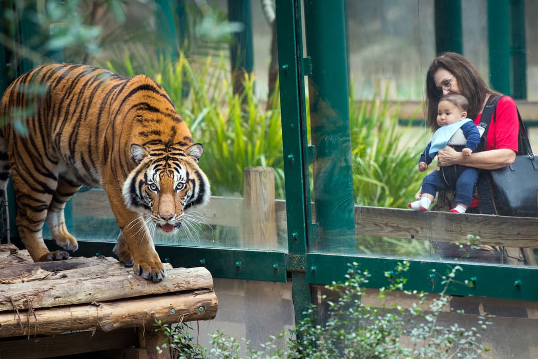 Anuncian la llegada de un nuevo tigre al zoológico de Houston
