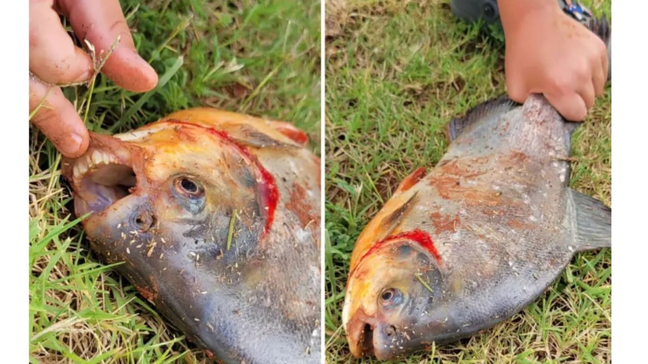 Las fotos del pez con dientes se viralizaron