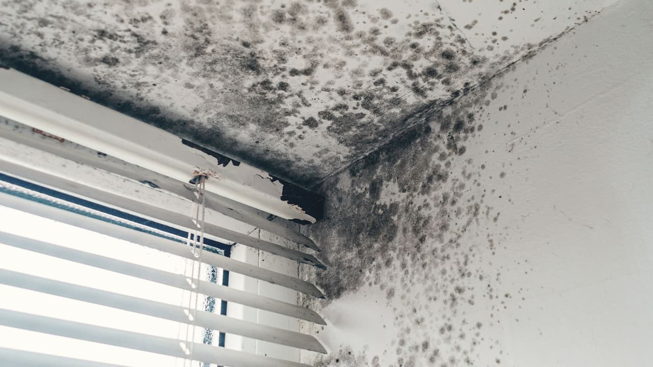 <b>Humedad, moho y mala ventilación:</b>
<br>
<br>👉🏻 Aunque suene contradictorio,
<b>el calor también puede aumentar la humedad dentro del hogar</b>, sobre todo si se mantiene cerrado todo el día con el aire acondicionado. Esa humedad acumulada
<b>favorece la aparición de moho, malos olores y problemas respiratorios.</b>
<br>
<br>🌡️
<a href="https://www.cdc.gov/spanish/index.html" target="_blank">Los CDC (Centros para el Control y Prevención de Enfermedades)</a> recomiendan mantener la humedad relativa en interiores entre 30 % y 50 % para evitar la proliferación de moho.
<br>
<br>
<b>💡 ¿Qué hacer?</b>
<br>Usa deshumidificadores si vives en zona húmeda.
<br>Asegúrate de ventilar baños y cocina.
<br>No apagues el aire acondicionado por completo si vas a estar fuera pocas horas; súbele la temperatura para mantener el control de humedad.