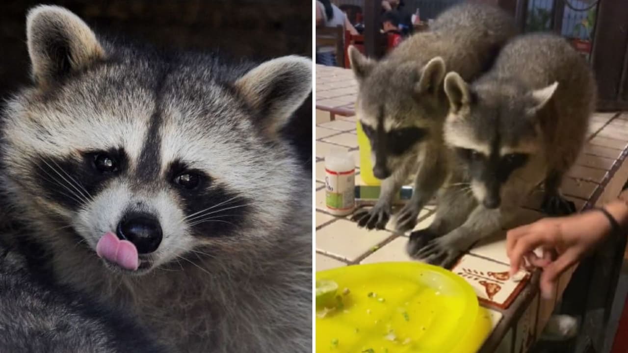Restaurante mexicano se hace viral porque ofrece la experiencia de comer con mapaches: así es