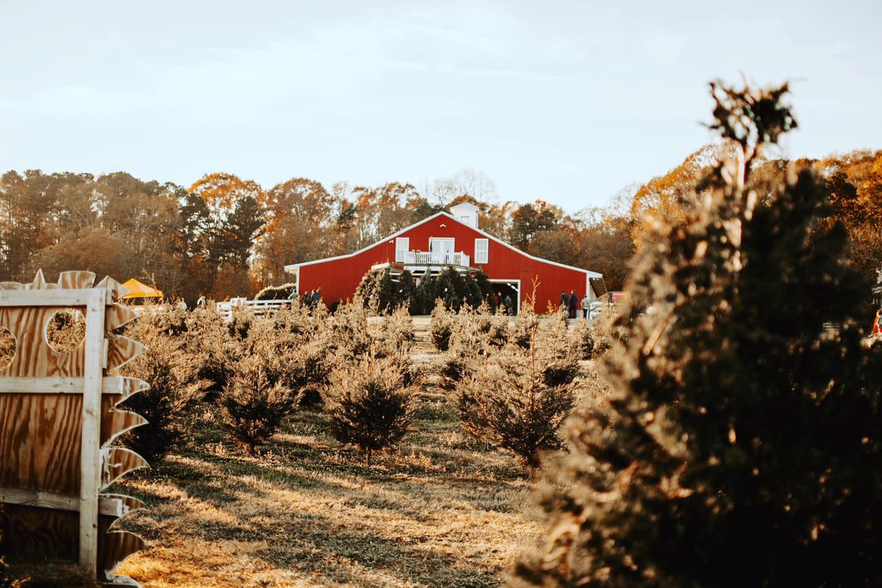 <b>Bottoms Tree Farm (Hasta el 23 de diciembre)</b>
<br>
<b>Dirección</b>: 5880 John Burruss Rd. Cumming, GA
<br>
<b>Teléfono</b>: 706-429-3173
<br>
<b>Sitio web</b>: 
<a href="https://bottomstreefarm.com/">https://bottomstreefarm.com/</a> 
<br>
<b><a href="https://maps.app.goo.gl/VPryPzuZDE78uzVB8">Cómo llegar</a></b>
<br>
<br>Esta granja familiar continúa su tradición de ofrecer más de 5000 árboles para elegir con una atmósfera completa con bebidas calientes, fotógrafos profesionales y la oportunidad de conocer a Papá Noel.