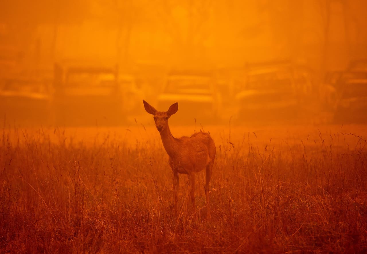 <b>Animales salvajes afectados en los incendios del oeste de Estados Unidos</b>
<br>
<br>Un ciervo deambula en la humareda que dejó el incendio de Dixie en Greenville, California, el 6 de agosto. Este enorme incendio forestal arrasó el norte de California y se convirtió en el tercero más grande en la historia del estado, lo que afectó severamente a la fauna de la región. 
<br>
<br>
<i><a href="https://www.univision.com/noticias/mundo/terremotos-inundaciones-volcanes-huracanes-tornados-desastres-naturales-tragedias-2021-fotos"><u>Mira aquí cómo la fuerza de tornados, terremotos y erupciones volcánicas sacudió el mundo en 2021.</u></a></i>
<br>