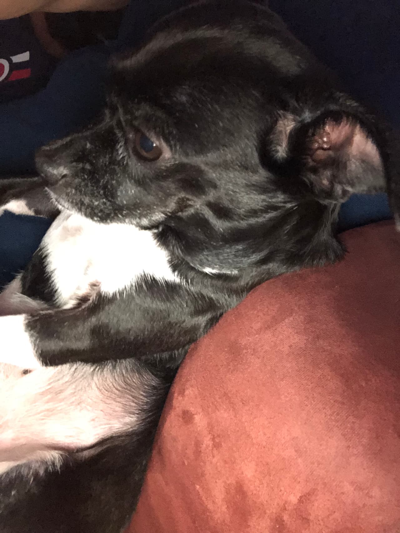 La familia ha buscado en perreras de Arlington y Grand Prairie sin éxito, además los ladrones no han les han dado información sobre qué le sucedido a “Socks”.
<br>