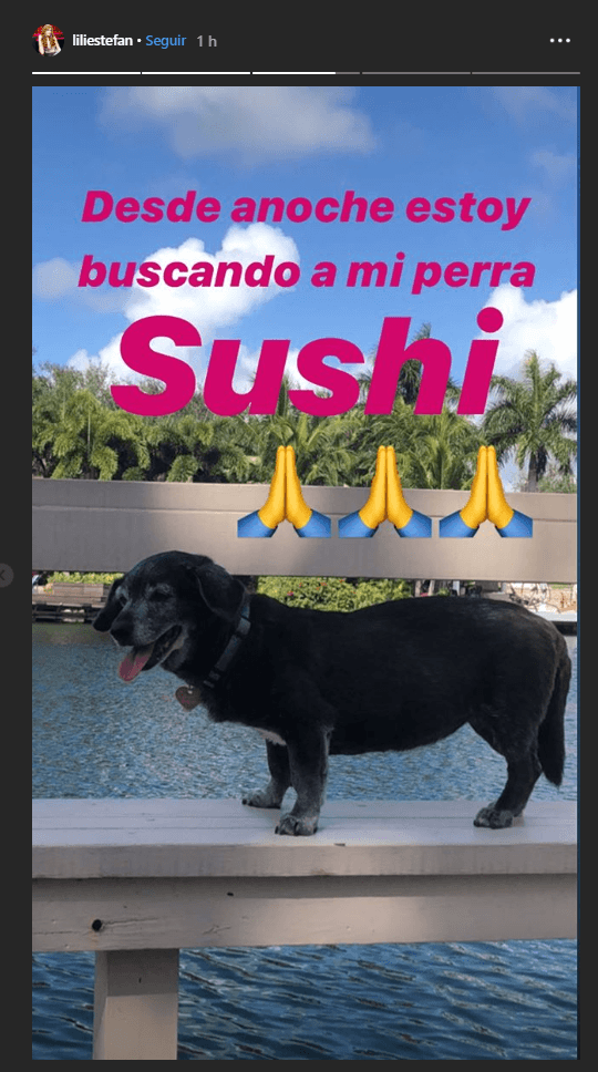 "Sushi se perdió en el área de Sunset y la avenida 87 y no contaba con collar. Si alguien la encuentra o escucha algo, por favor envíenme un mensaje. 
<b>Sus dueños están devastados sin ella</b>”, mencionó Gloria Estefan, en su publicación.