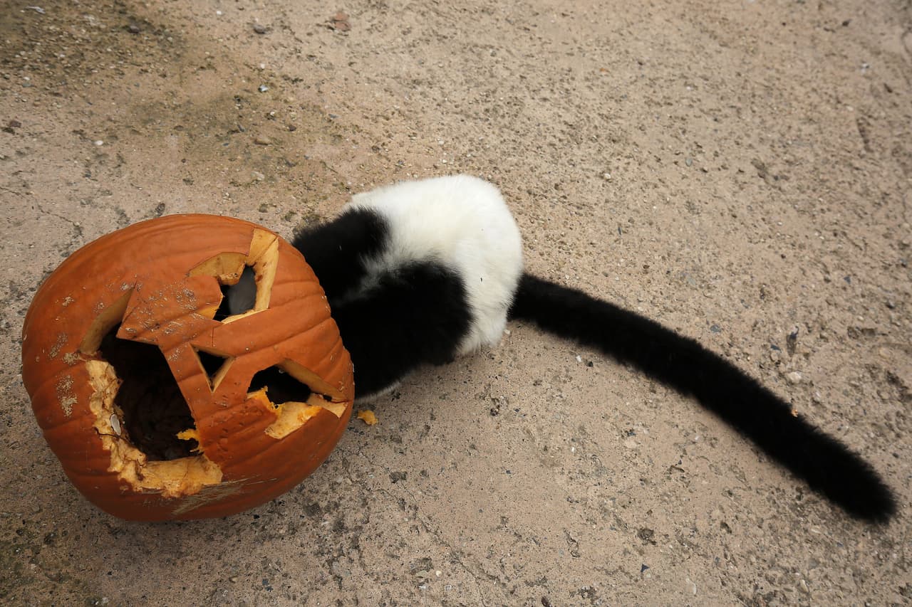 Un lemur juega con una calabaza en el Zoom Torino Zoo en Cumiana, Turín, el 28 de octubre de 2016. / AFP / MARCO BERTORELLO.