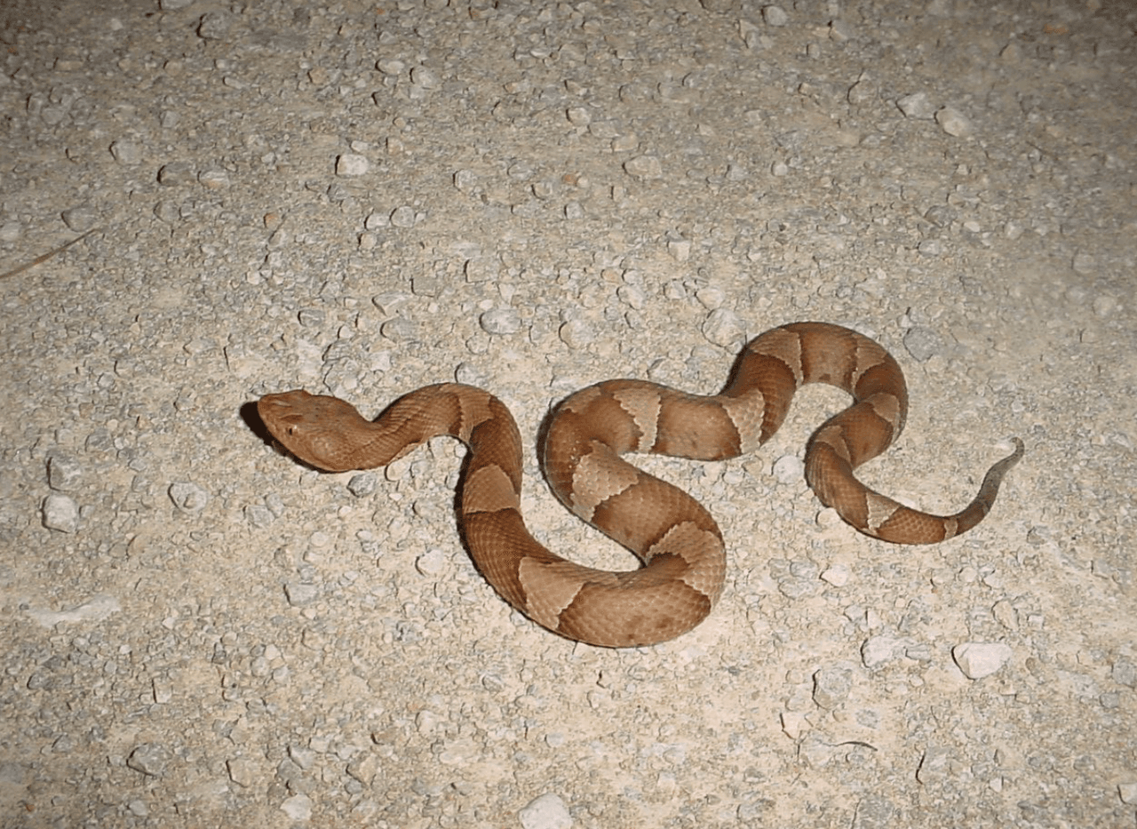 La serpiente estaba escondida entre las hojas del jardín y mordió con un colmillo el pulgar del menor.