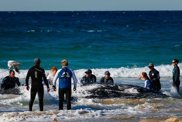 También se puede dar por una tempestad en el mar en el que la ballena logró perder el control de su camino.