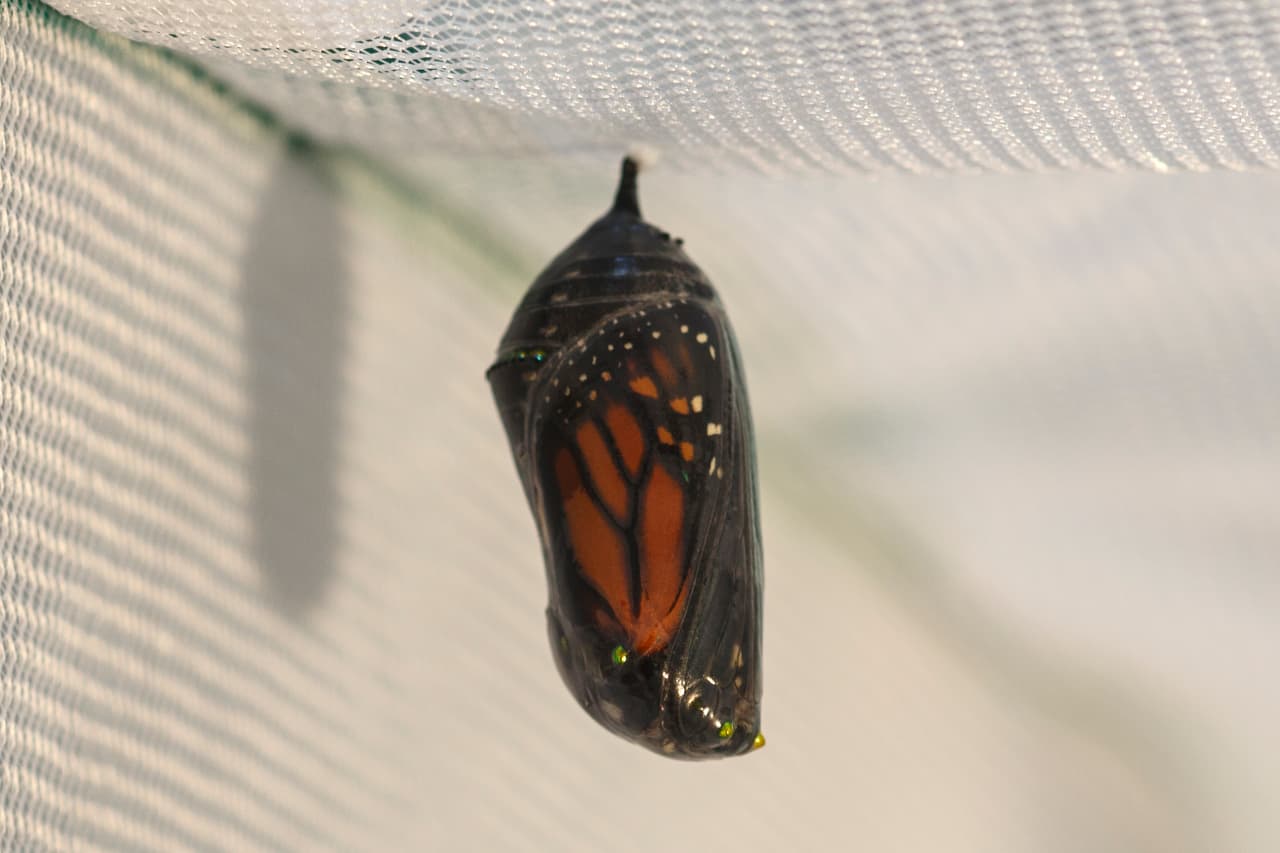 La población de mariposas monarca -que estudia en el este de Estados Unidos- ha disminuido entre un 8% y un 95% desde la década de 1990, estimó Haddad.
<br>