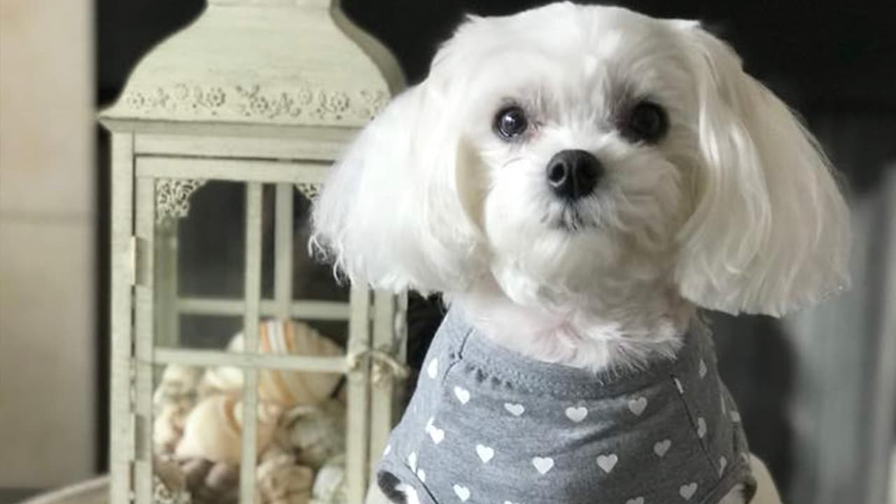 "Mi hermosa Mossa Lozano, de Cypress Tx".