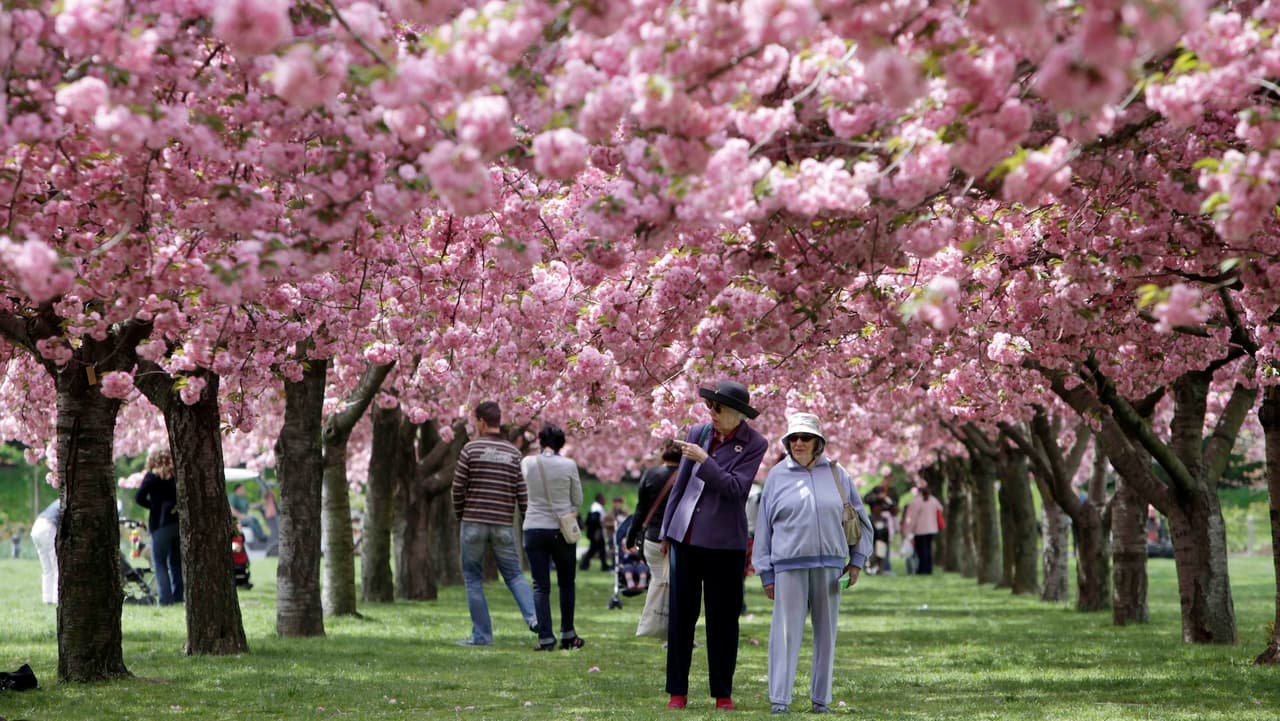 Siete mejores lugares para ver cerezos en flor en la Ciudad de Nueva York
