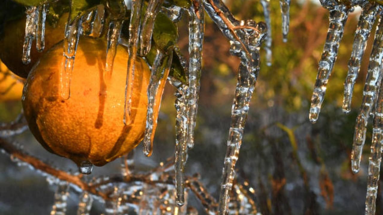 Frío extremo causa pérdidas históricas al campo de Florida por $3,100 millones