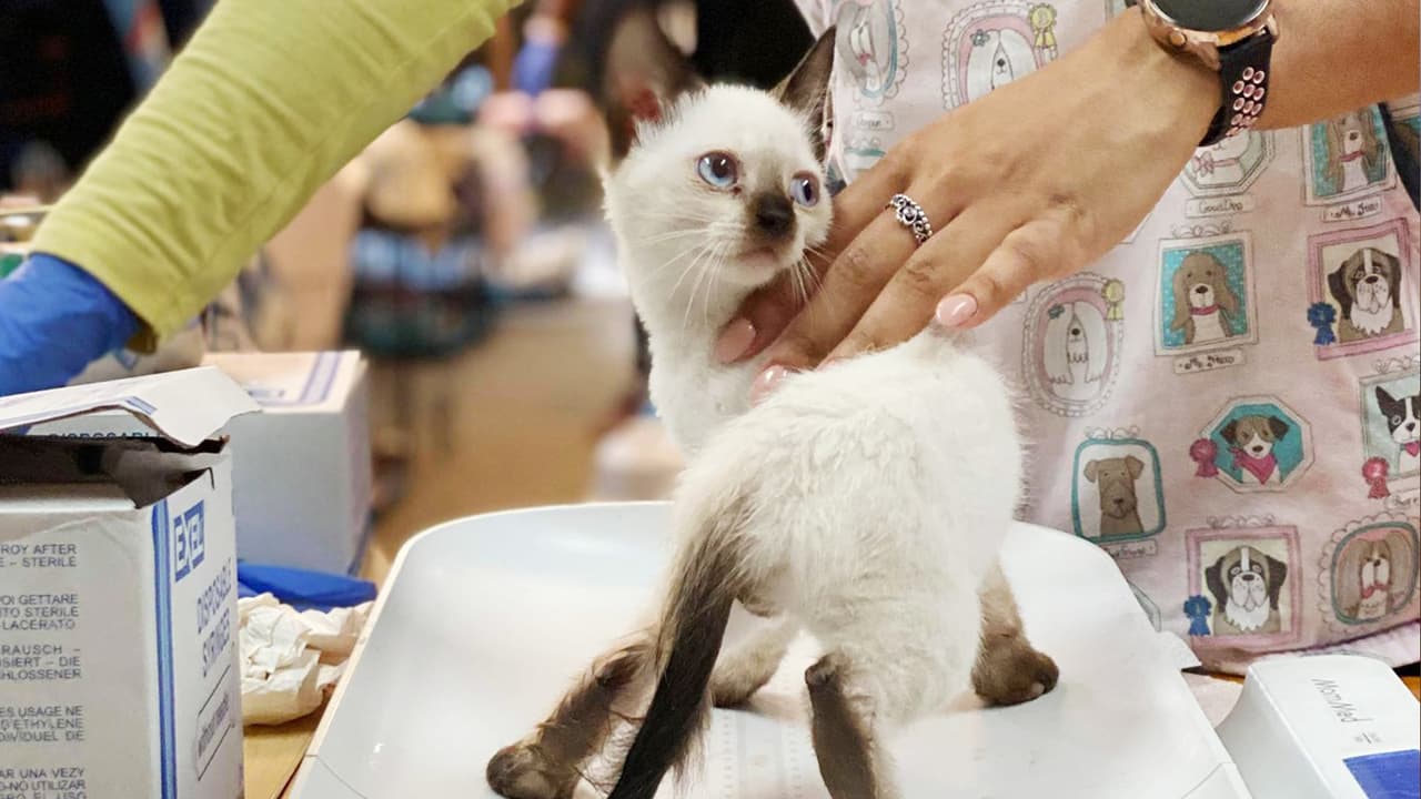 Algunos de los gatos encontrados presentaron infecciones respiratorias y oculares.